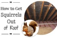 how to get squirrels out of roof